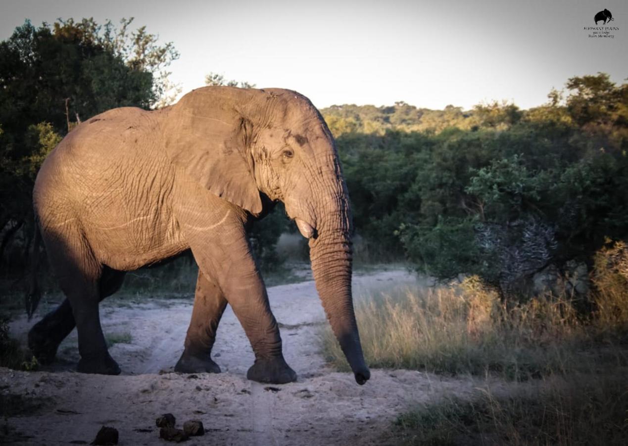 Elephant Plains Game Lodge Sabi Sand Game Reserve Luaran gambar