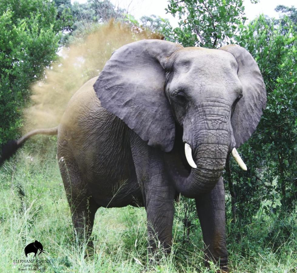 Elephant Plains Game Lodge Sabi Sand Game Reserve Luaran gambar