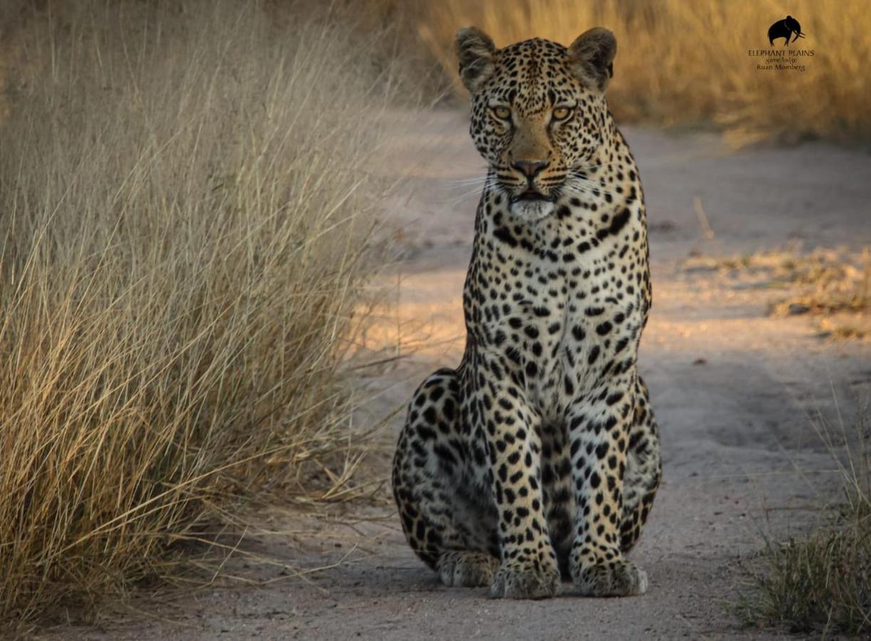 Elephant Plains Game Lodge Sabi Sand Game Reserve Luaran gambar