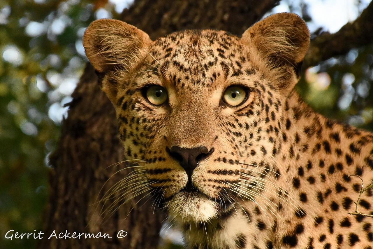 Elephant Plains Game Lodge Sabi Sand Game Reserve Luaran gambar